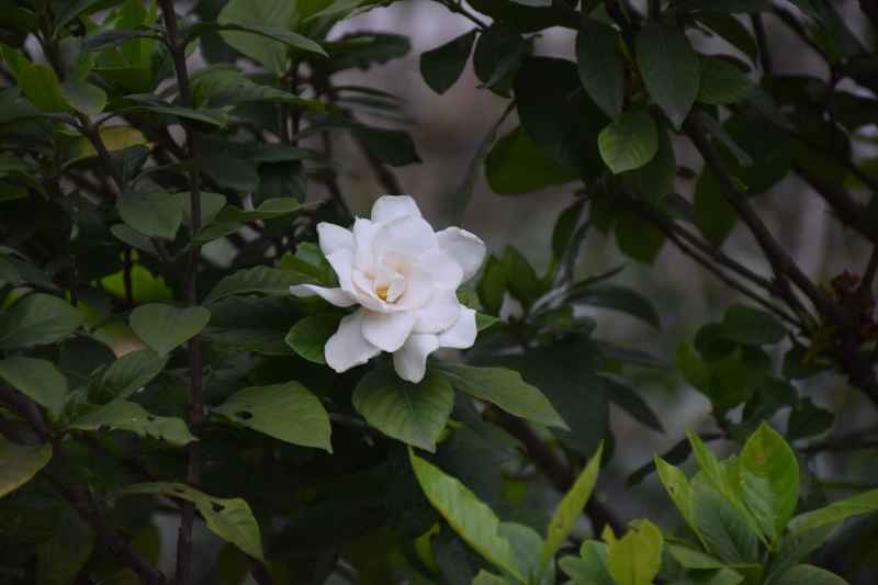 栀子花