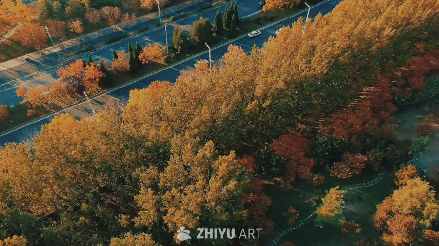 秋日航拍：金黄林荫道