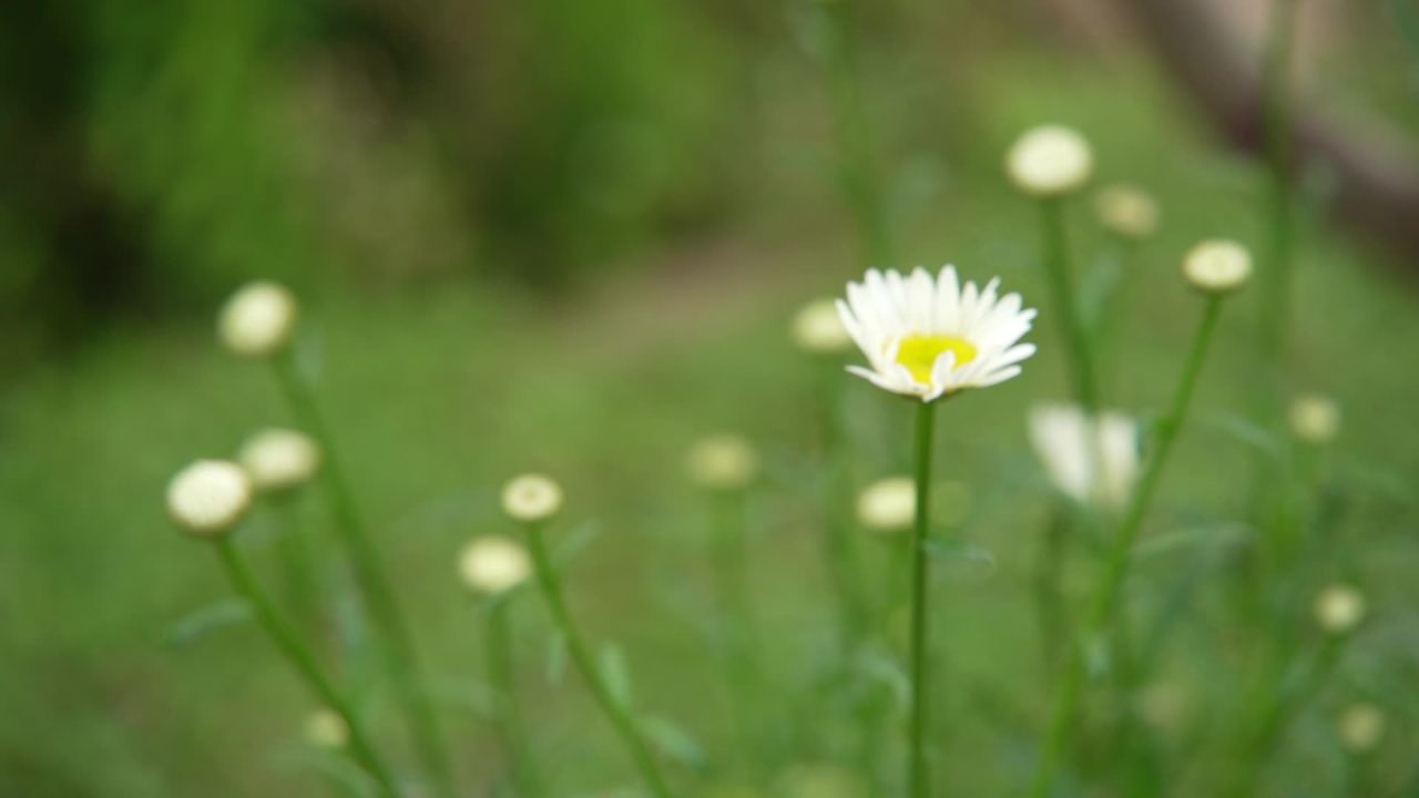 园林里的花花草草 12
