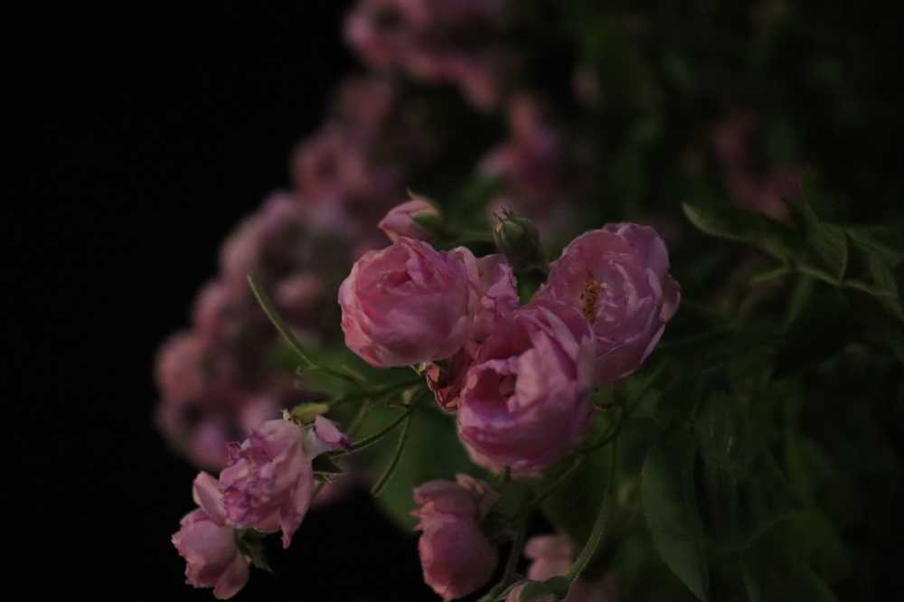 夜色蔷薇