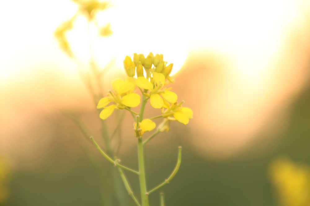 夕阳下的油菜花