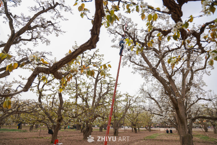 甘肃皋兰县什川镇：梨花绽放果园农民授粉忙 16