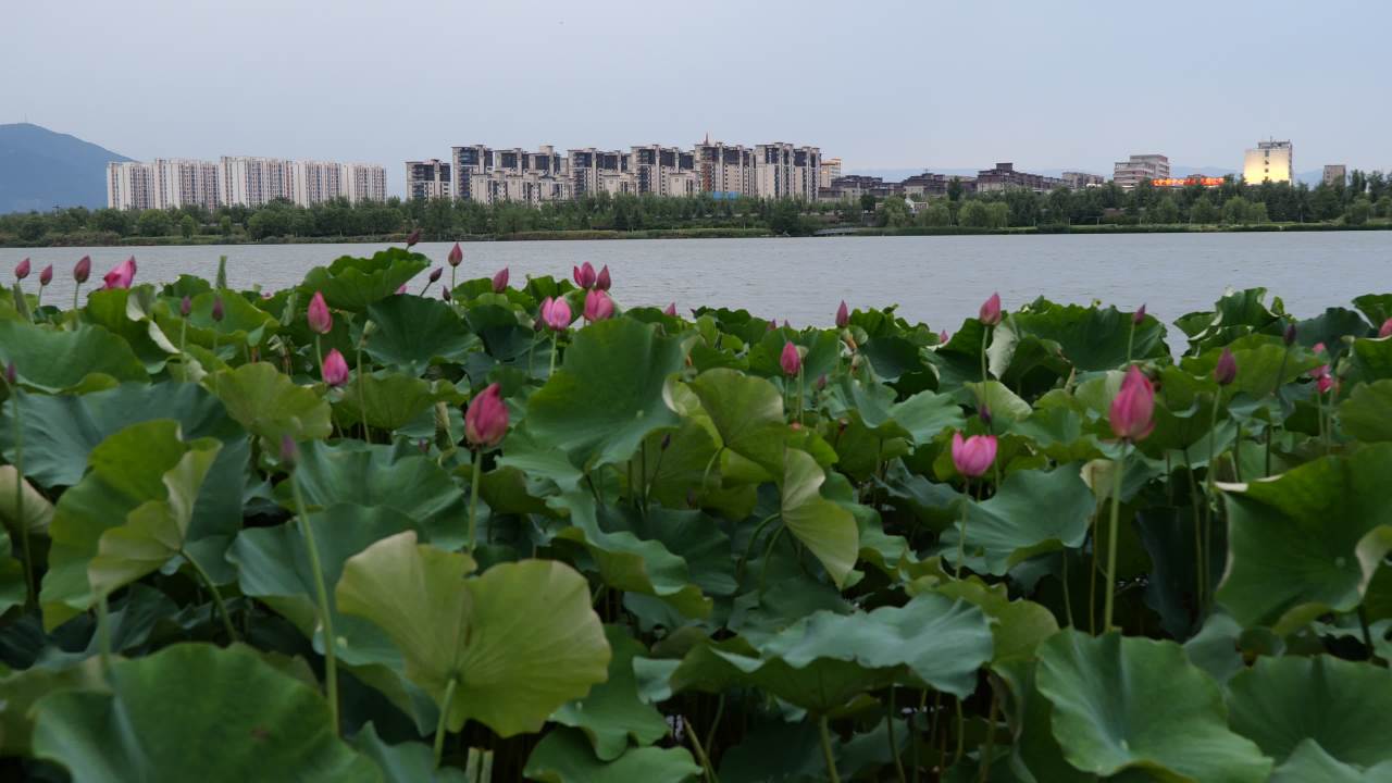 美丽的大桥 14