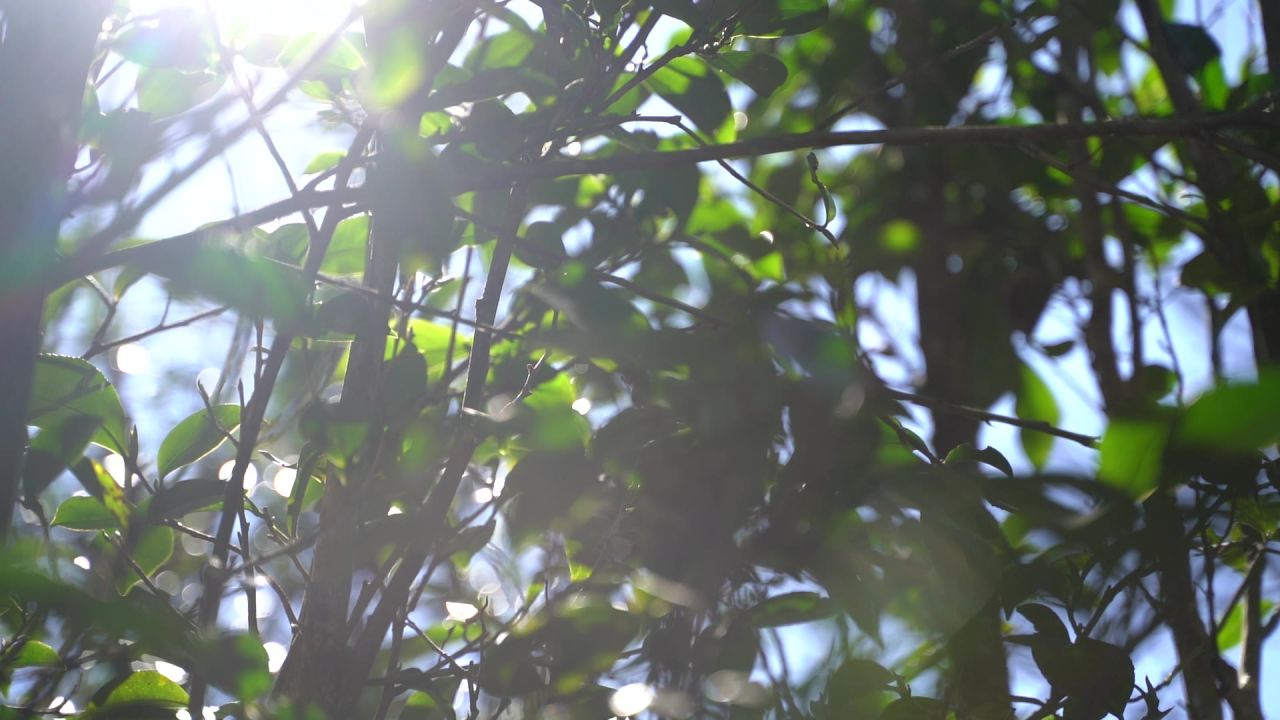 古茶树