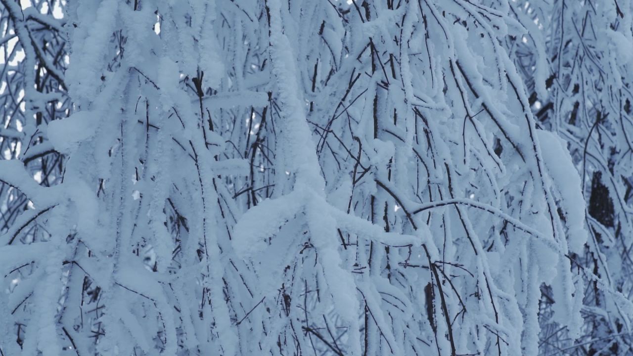 峨眉山上挂着厚雪的树枝