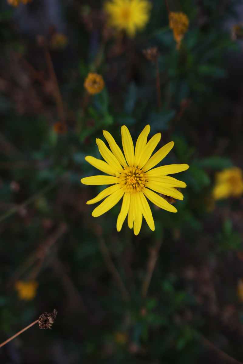 花卉摄影 1
