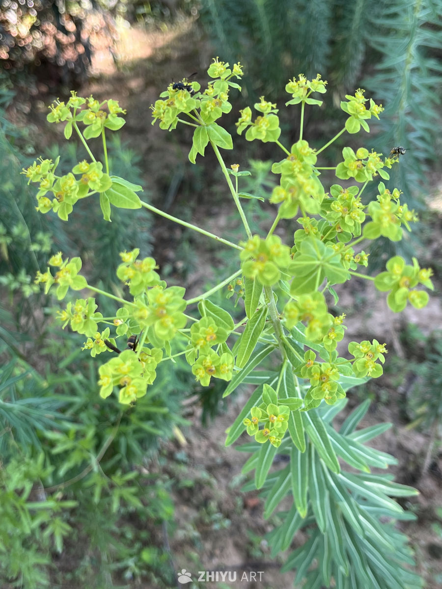 绿意盎然的花丛