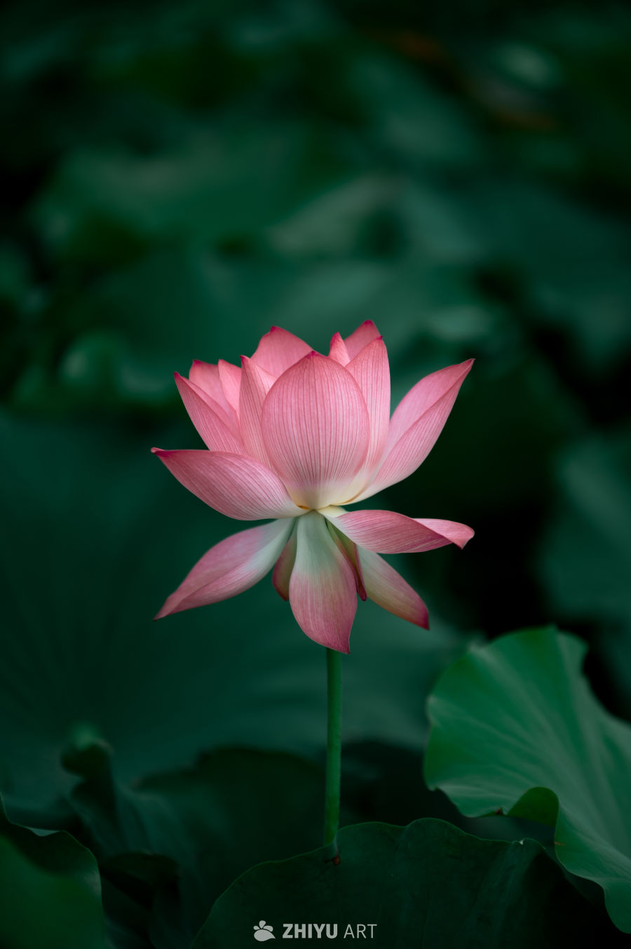荷花 2