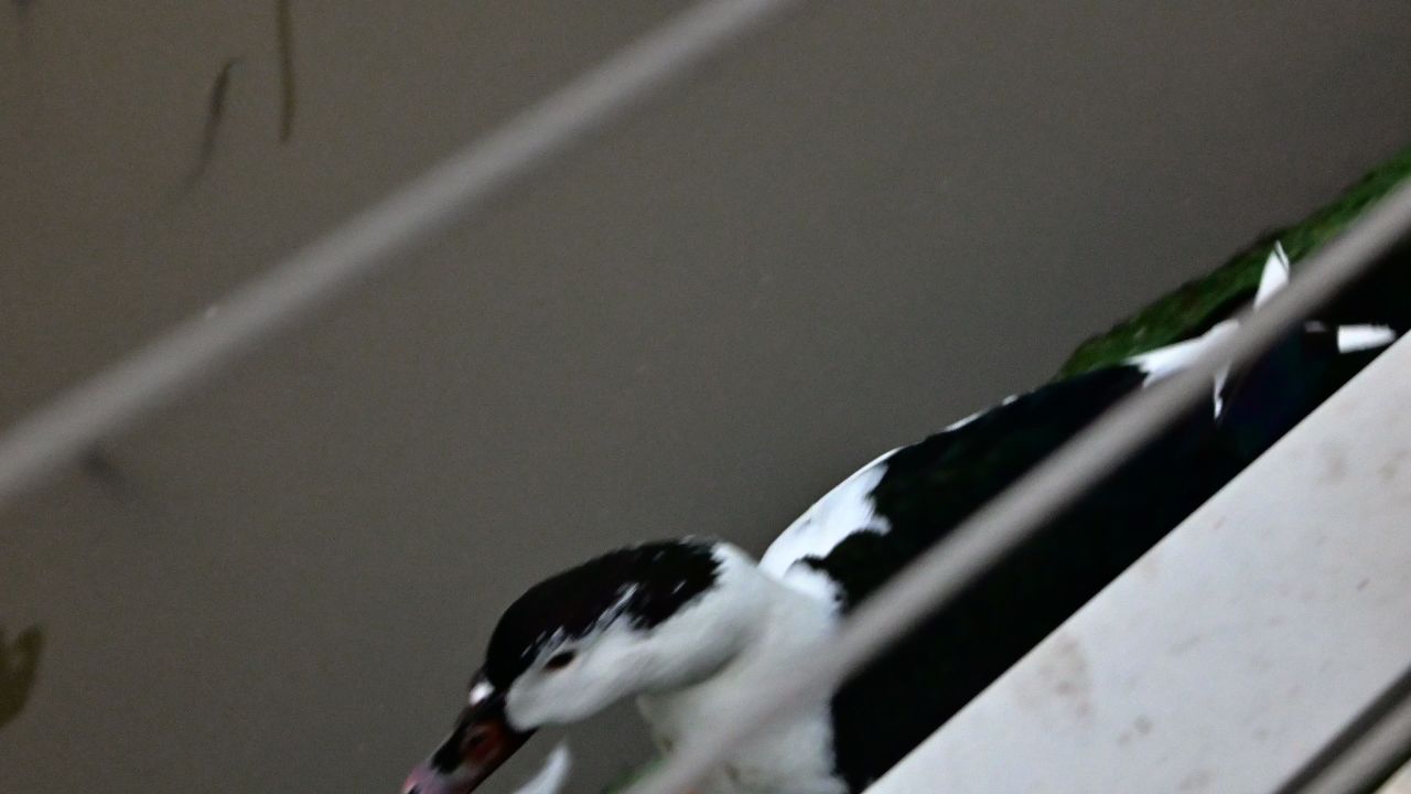 鸭鹅类 8