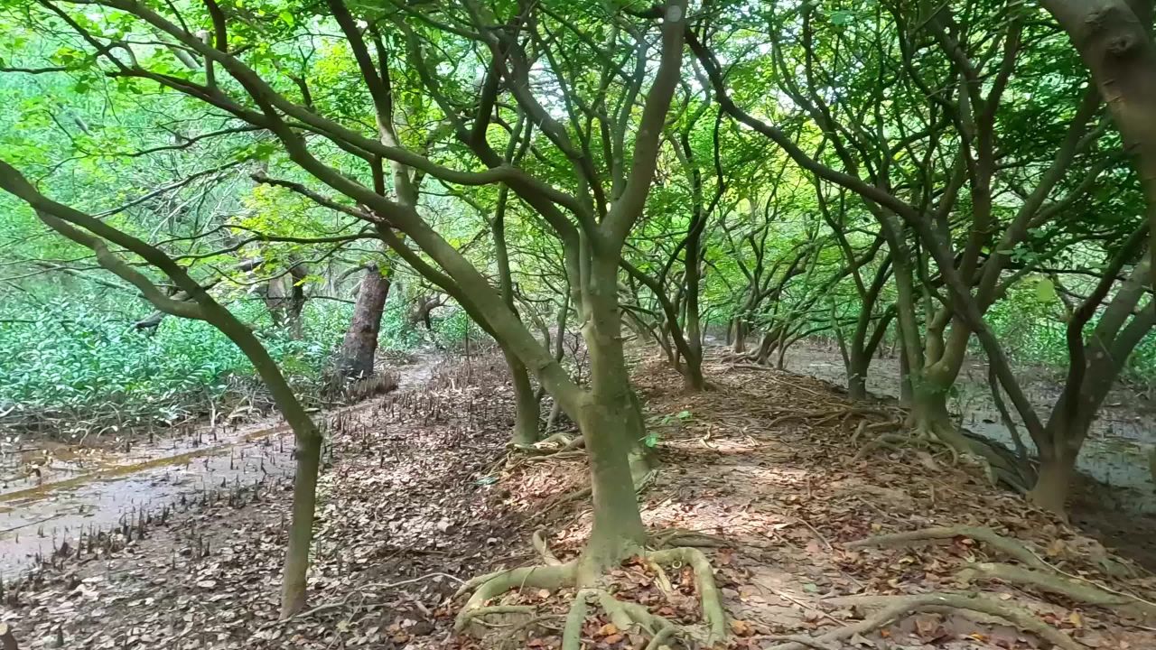 广东林间小道二