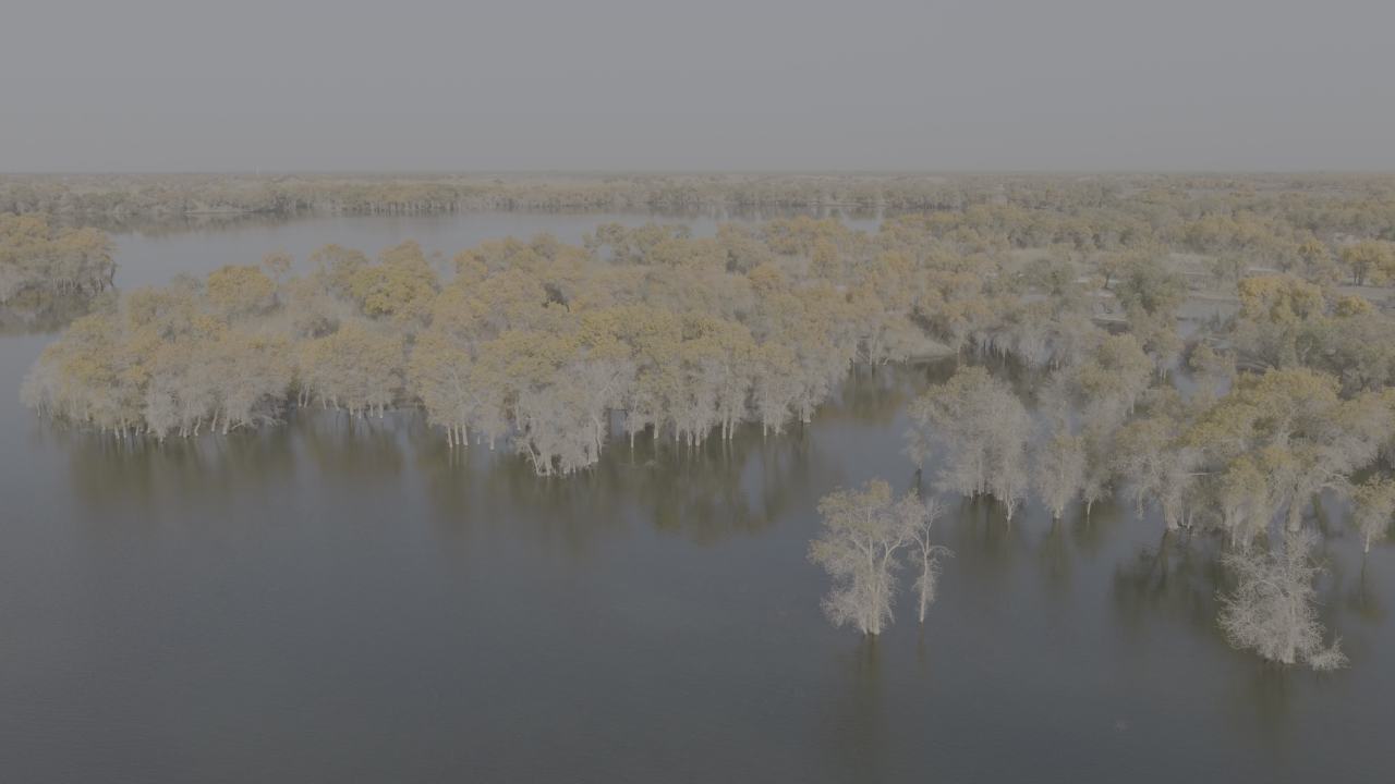 湿地航拍：宁静的自然风光