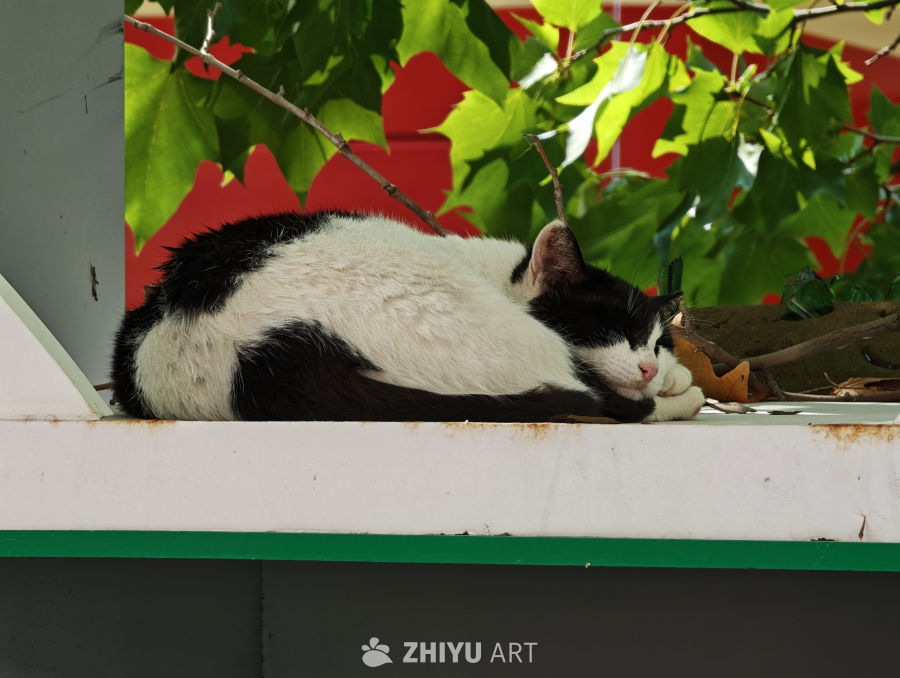 镜头里的小猫咪