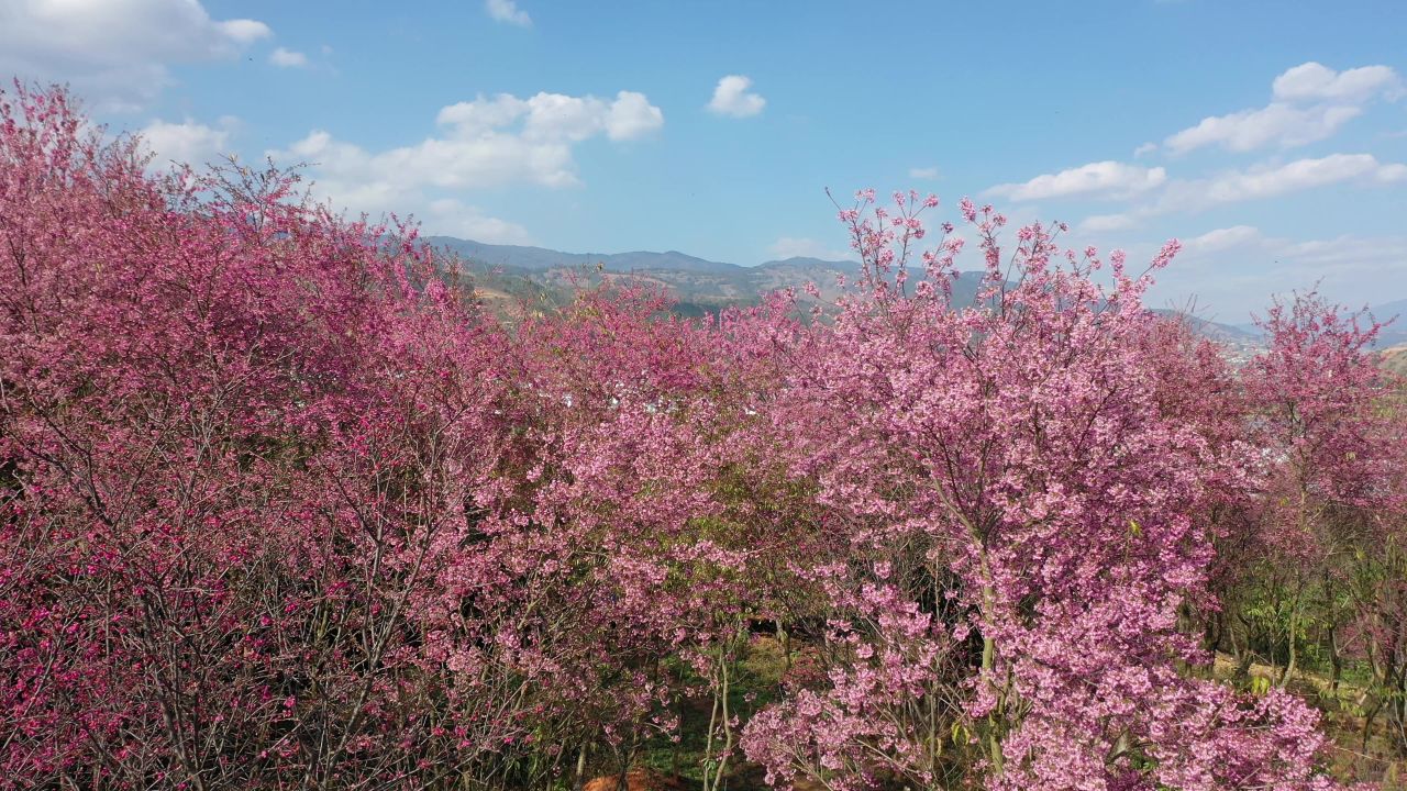 樱花航拍