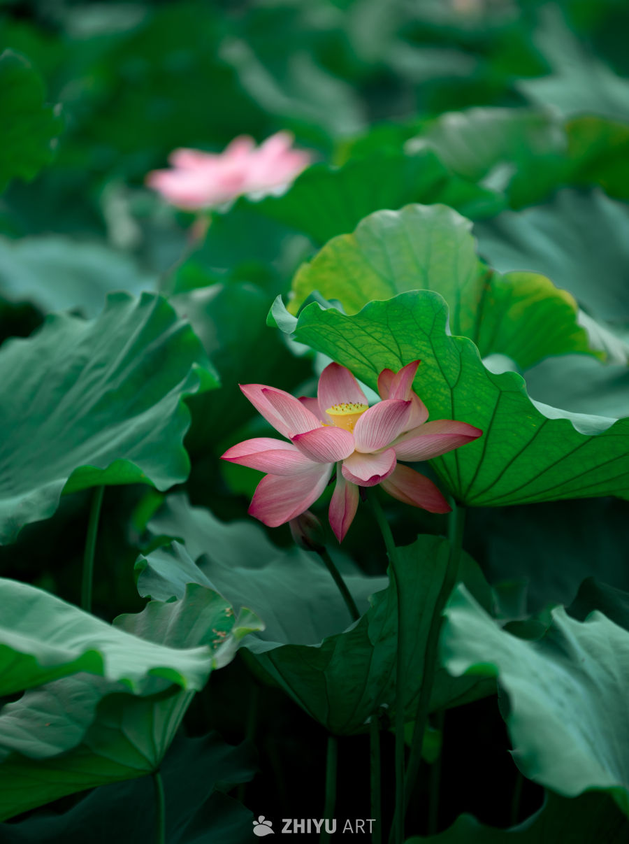 荷花 3