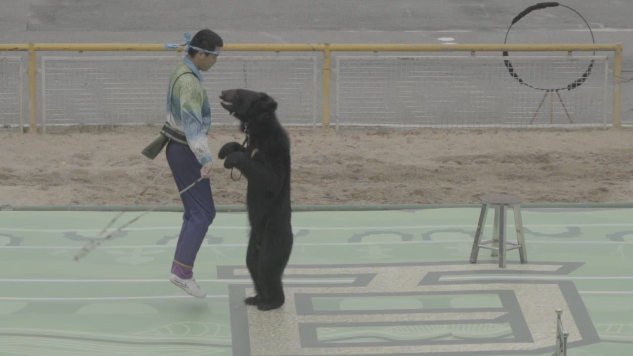 动物园黑熊表演跳绳
