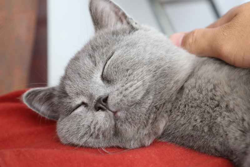 蓝猫自拍 19