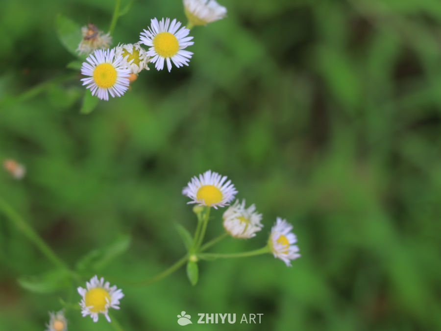 生机勃勃的白色小花
