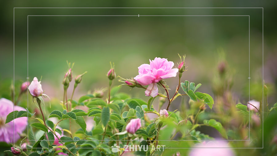 蔷薇花朵