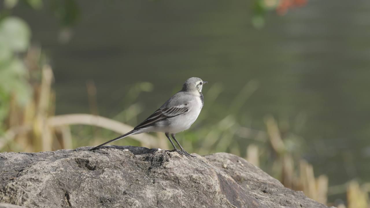 杨府山公园观鸟 35