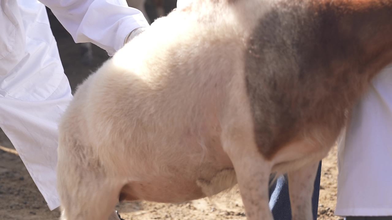 养殖场兽医防疫工作