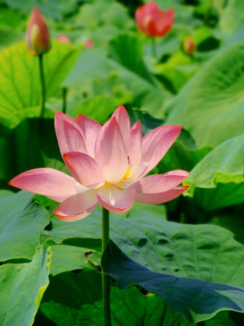 荷花（大光圈虚化） 5
