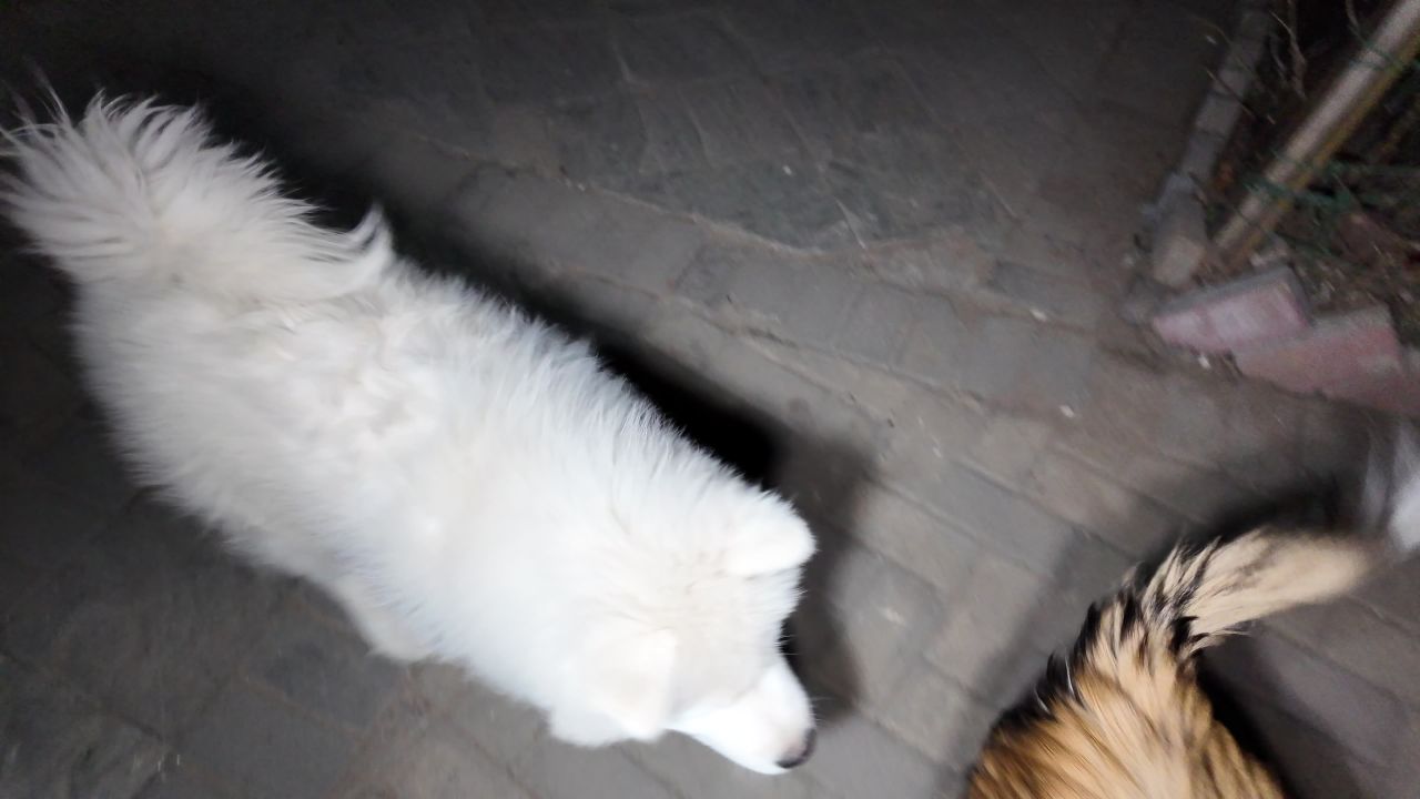 夜晚遛狗 8