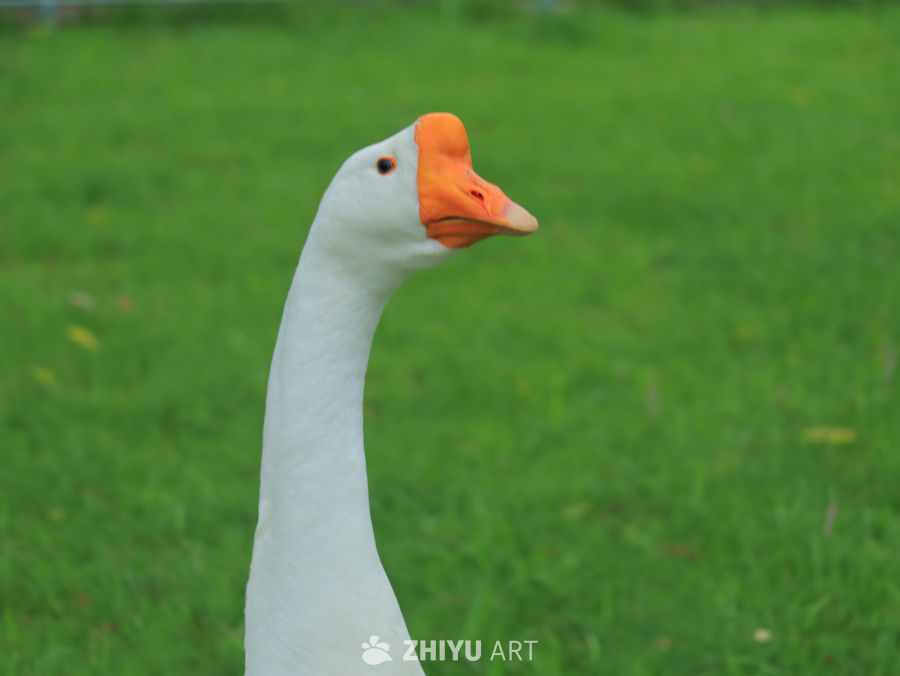 白鹅在绿草地上