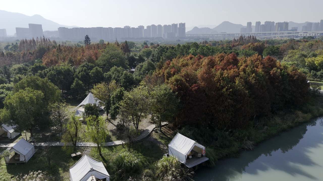 湿地红杉 22