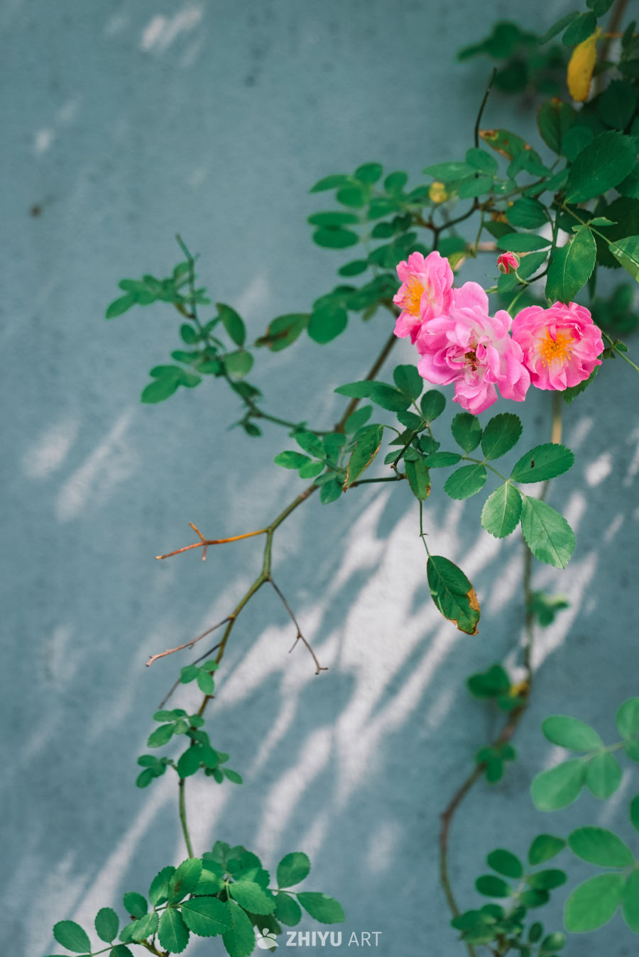 春末的蔷薇花 8