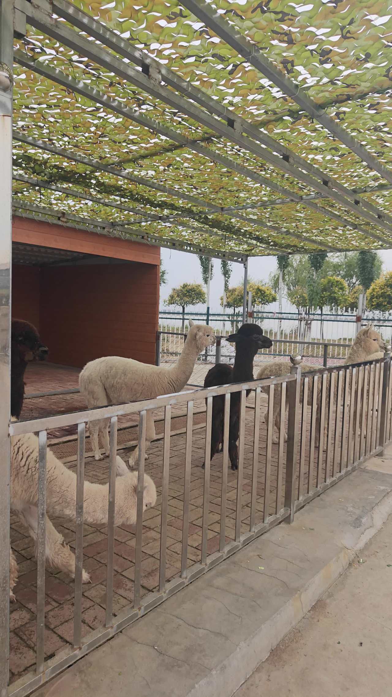 羊驼围栏活动场景