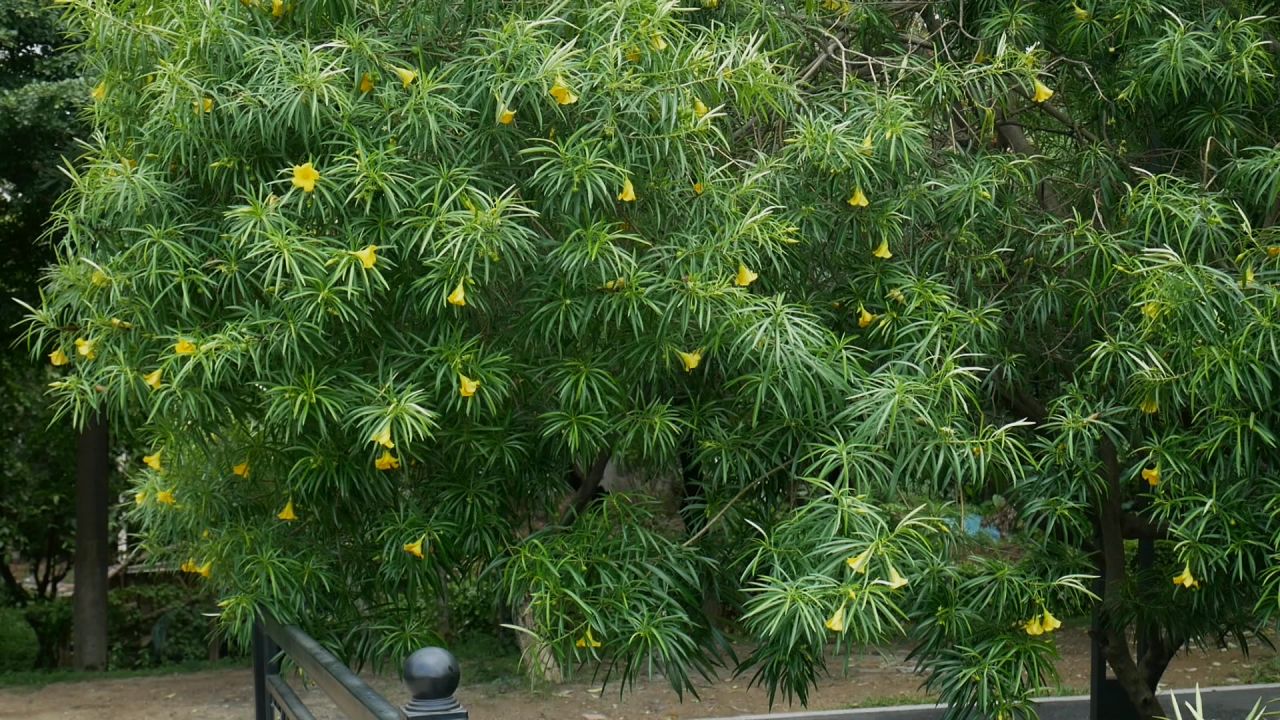 风中的黄花夹竹桃树