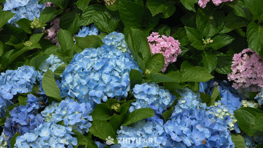 夏日里盛开的绣球花