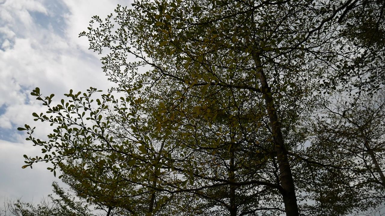 小叶榄仁树林
