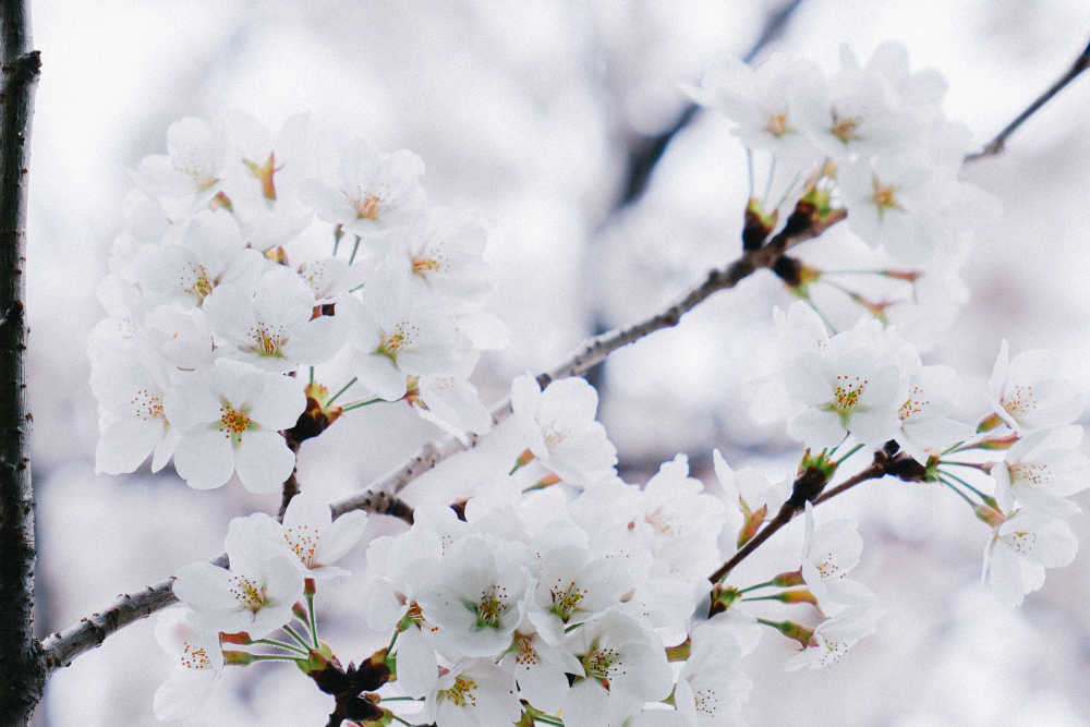 樱花季