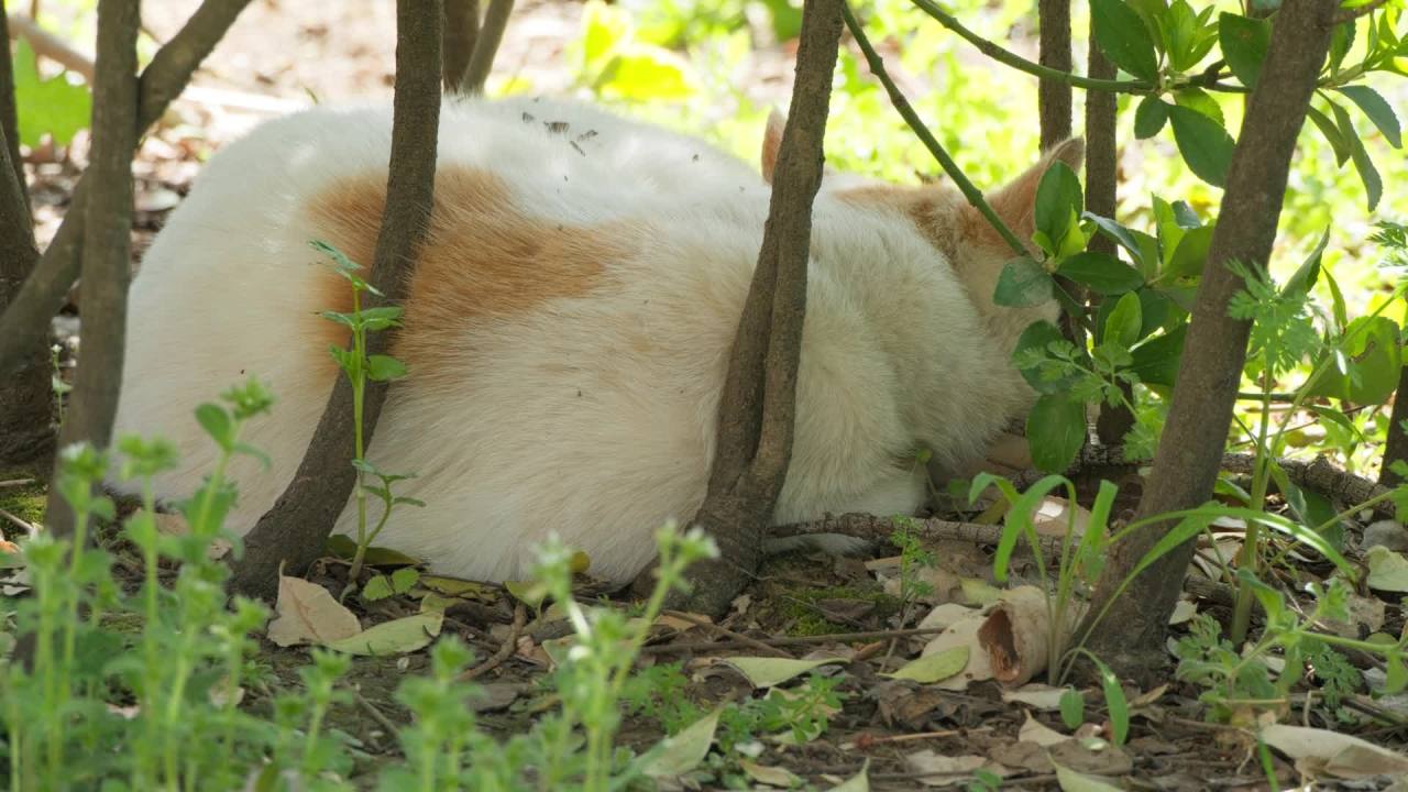 公园的小猫咪流浪猫 15
