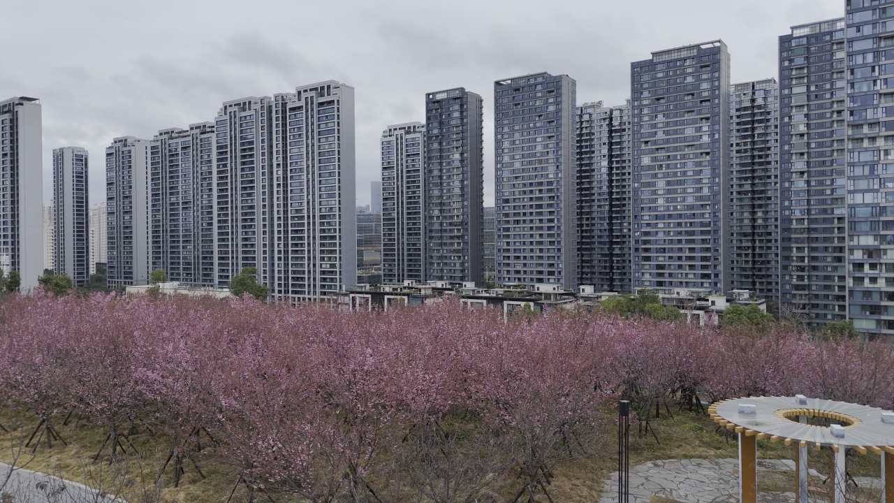 城市中的樱花盛开