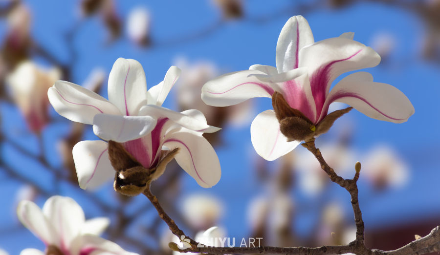 玉兰花