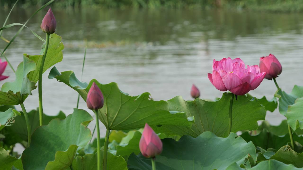 荷花 34