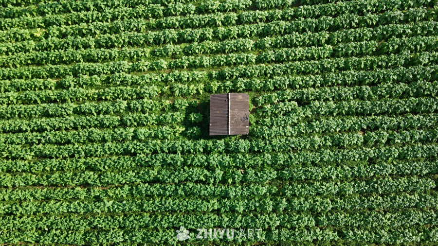 绿意盎然的农田与小屋