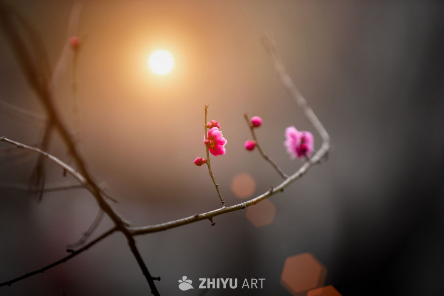 梅花 5