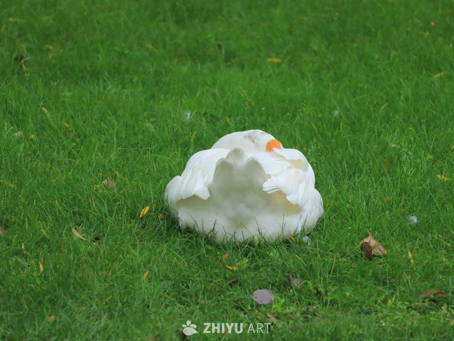 天鹅在草地上清洁羽毛