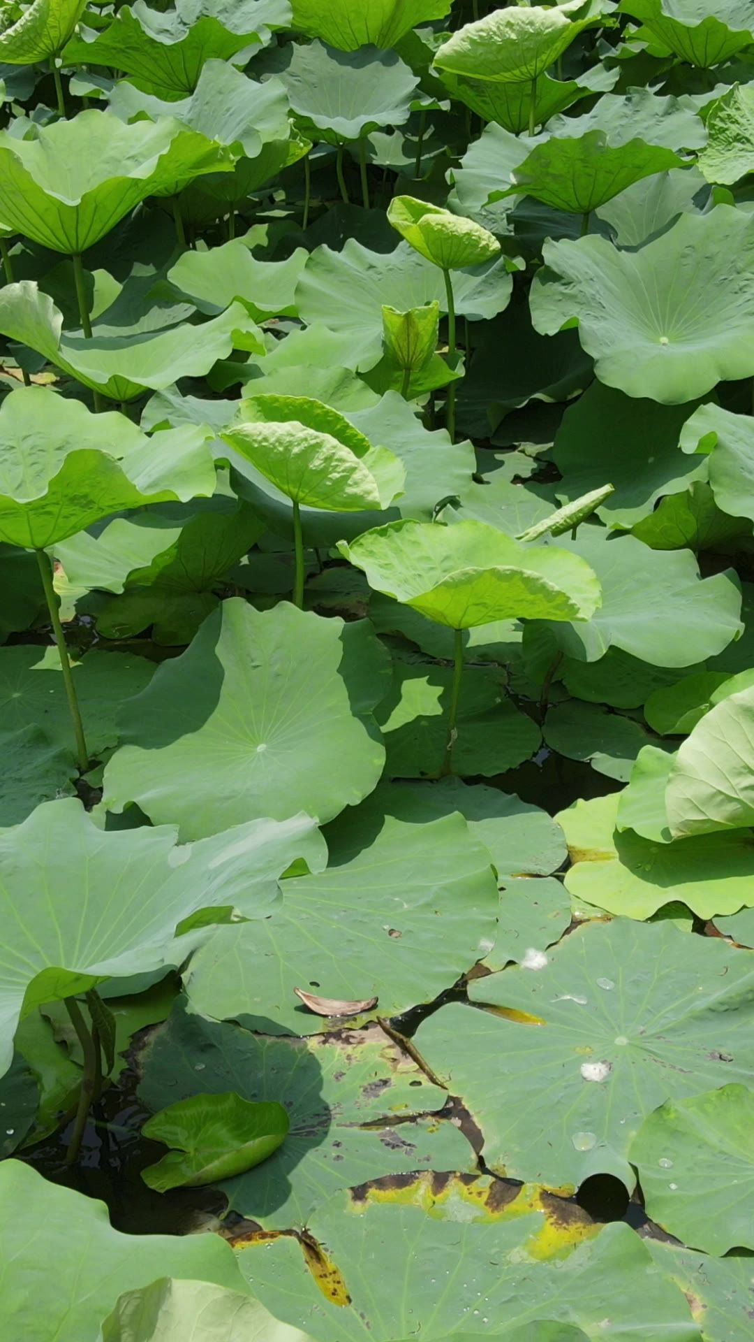 旅游景区大明湖荷花池竖屏航拍