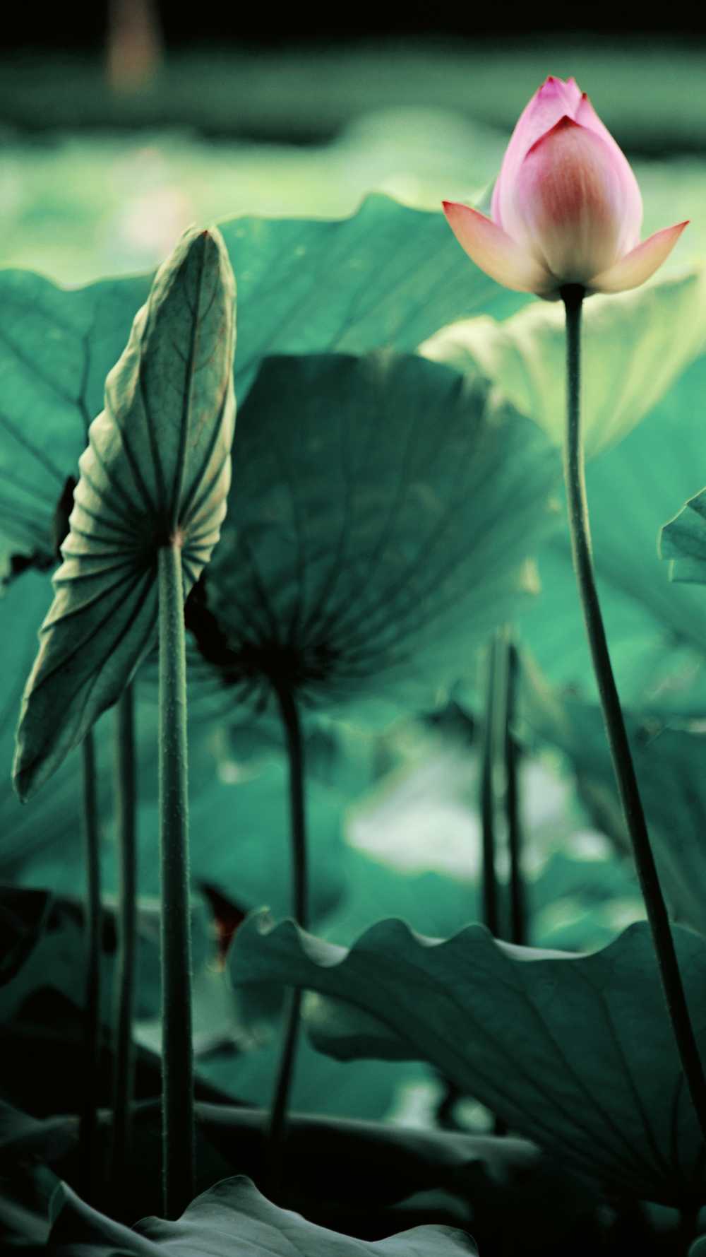 荷花