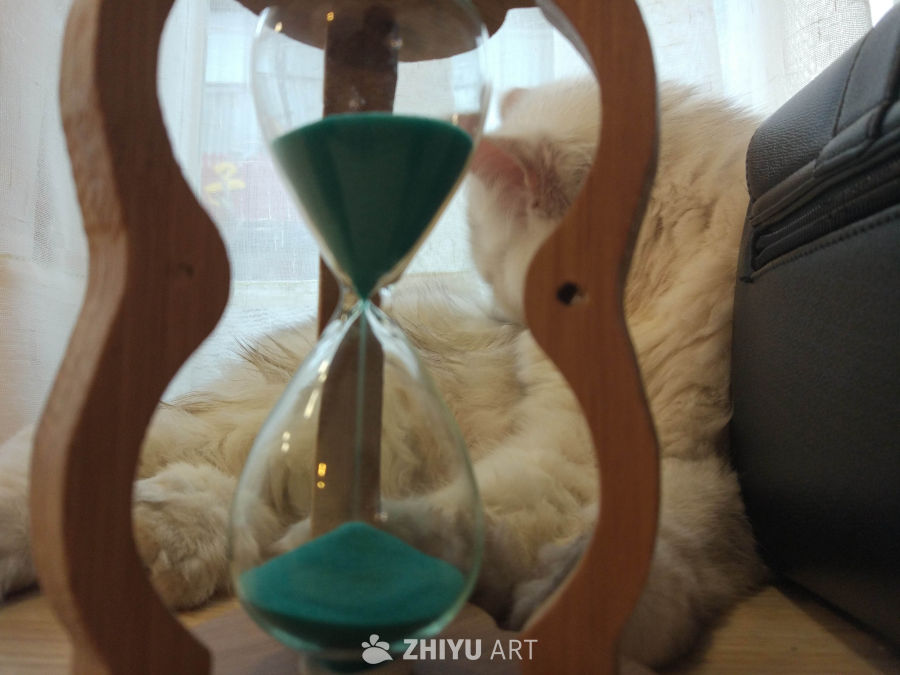 猫咪日常 7