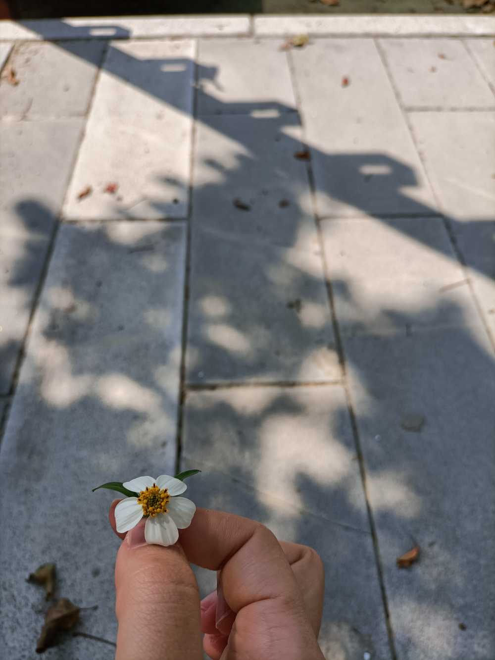 花与影