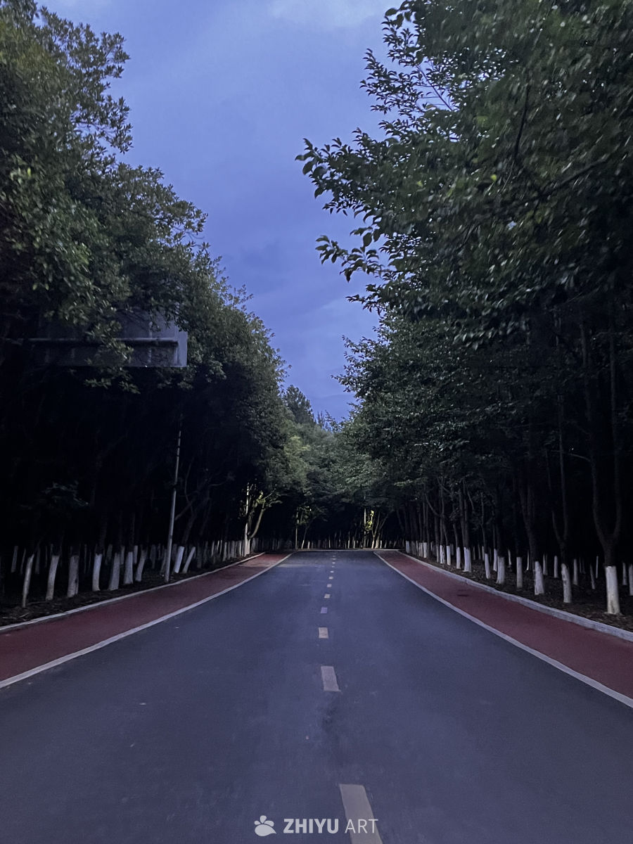 林荫道的黄昏