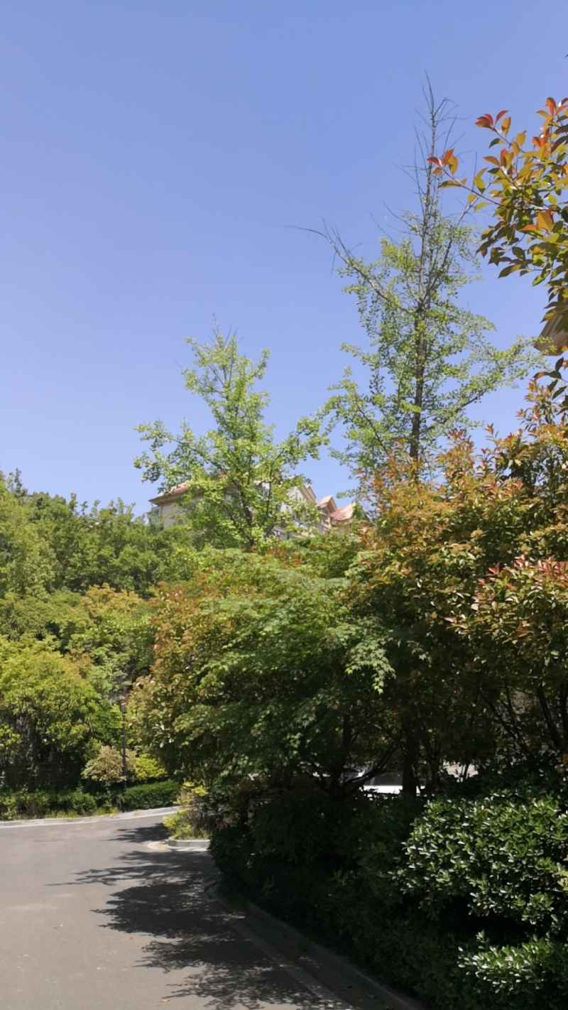 树
