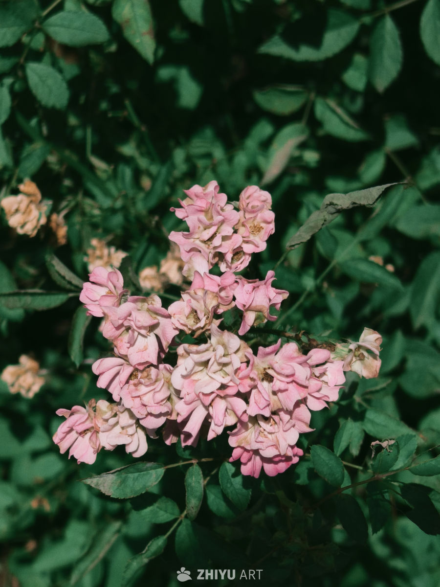 夏日里的鲜花