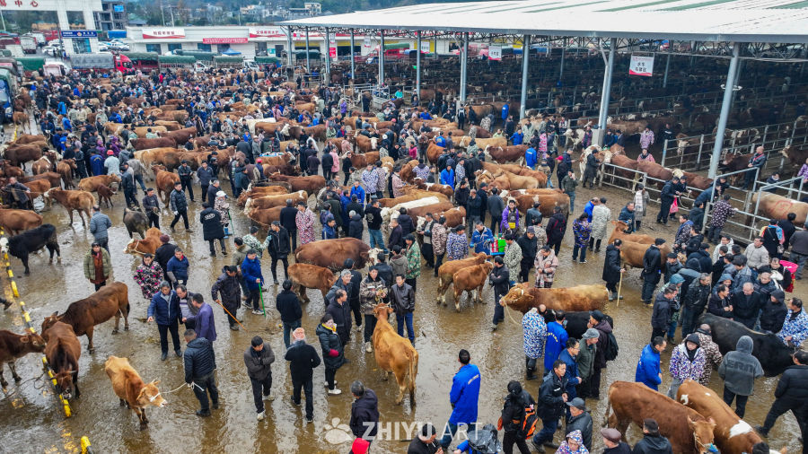 航拍贵州畜牧交易市场 牛市交易 17