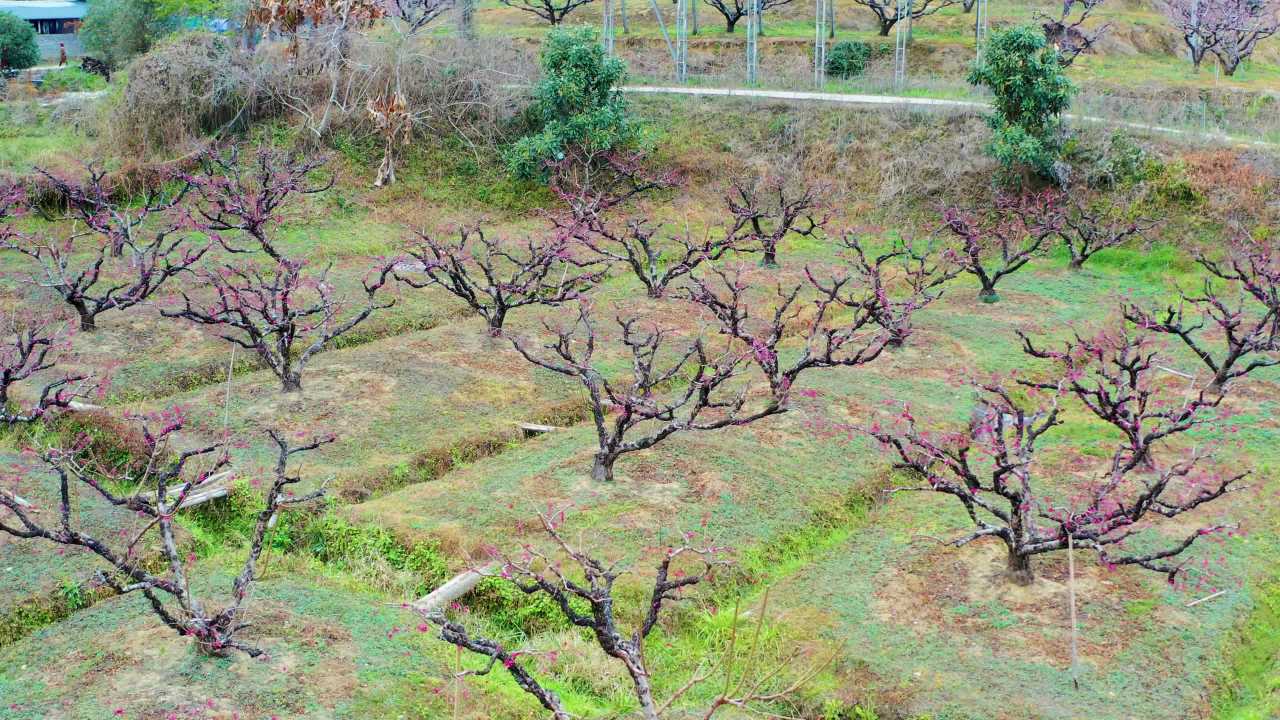翁源李洞村桃花航拍三